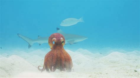 AMA with "Spy in the Ocean" Filmmakers | Blog | Nature | PBS