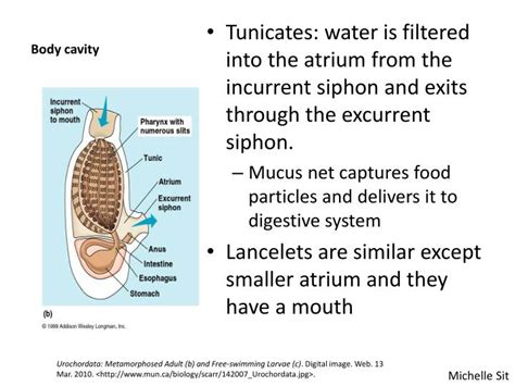 Ppt Chordata Urochordata And Cephalochordata Powerpoint Presentation