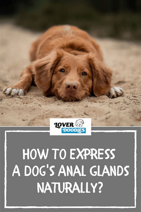 How To Express A Dog's Anal Glands Naturally - Lover Doodles