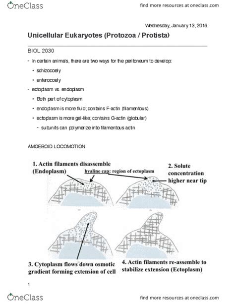 Biol Lecture Notes Winter Lecture Phagocytosis