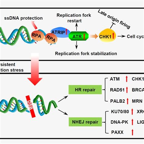 Pdf Targeting Dna Replication Stress And Dna Double Strand Break Repair For Optimizing Sclc