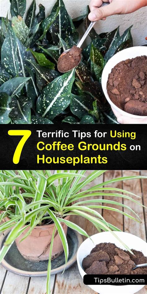 Terrific Tips For Using Coffee Grounds On Houseplants