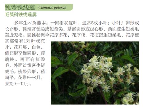 玉龙雪山常见植物——钝萼铁线莲 Isenlincn