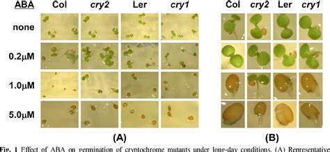 Figure From Cryptochrome Negatively Regulates Aba Dependent Seed