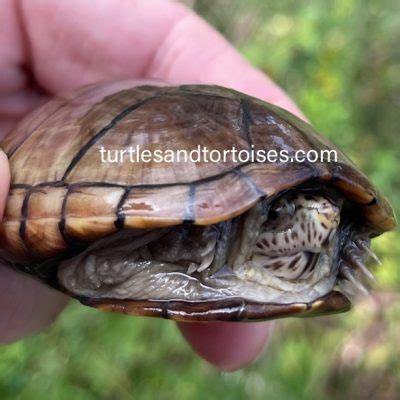 Eastern Mud Turtles Kinosternon Subrubrum Subrubrum CB 2020 Turtles