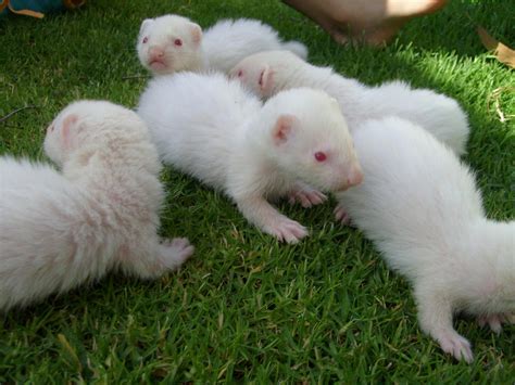 Ferret Babies on the Grass 6 by arlee on DeviantArt