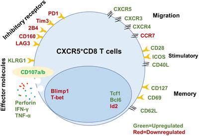 Frontiers Role Of Cxcr Cd T Cells In Human Immunodeficiency Virus