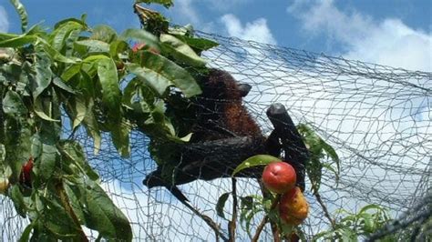 Hundreds of flying foxes caught in fruit tree net death traps | News Local