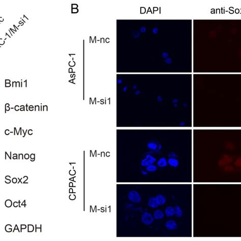 Knockdown Of MALAT 1 Reduces Self Renewal Associated Factors Expression