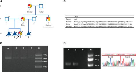 Frontiers F8 Gene Inversion And Duplication Cause No Obvious Hemophilia A Phenotype