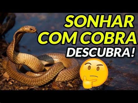 Sonhar Cobras Que Significa Descubra Agora Interpreta O De