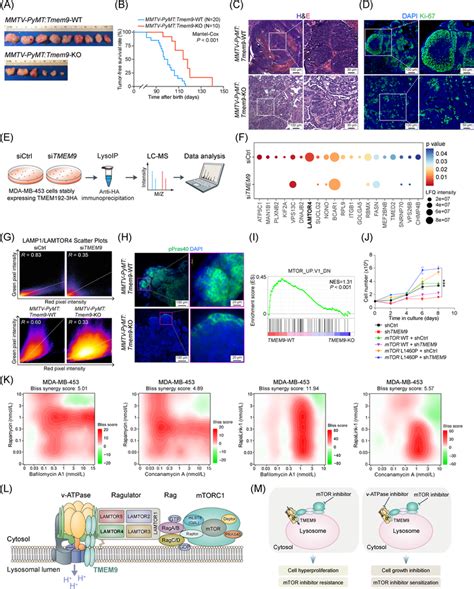 TMEM9 Is Required For Mammary Tumorigenesis AB Tmem9 KO Suppressed