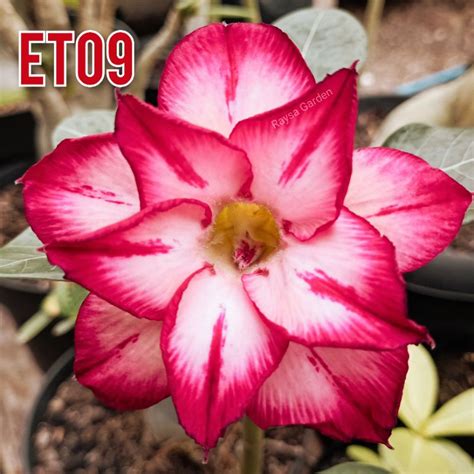 Jual Entres Adenium Bunga Tumpuk Murah Siap Grafting Shopee Indonesia