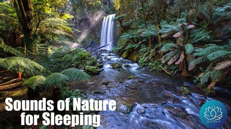 Relax With Sounds Of Nature L Rainforest Sounds For Sleeping YouTube