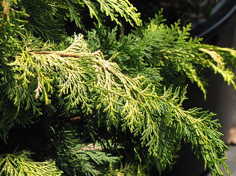 Confucius Gold Hinoki Falsecypress Chamaecyparis Obtusa Confucius