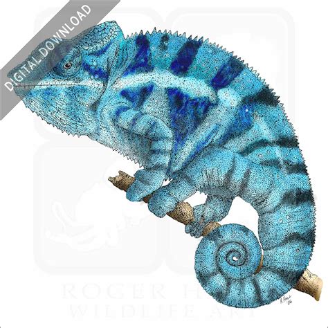 how to draw a chameleon 8