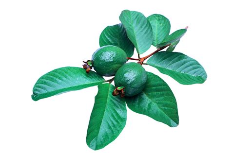 guava tree guava images pixabay
