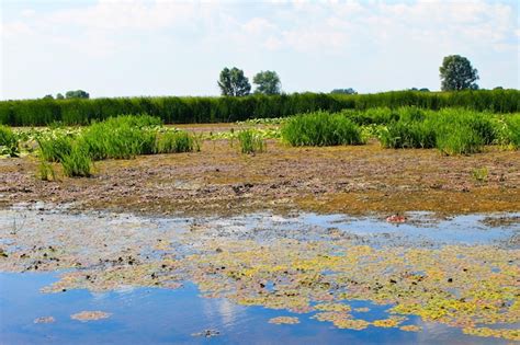 Premium Photo | Aquatic plants in a swamp