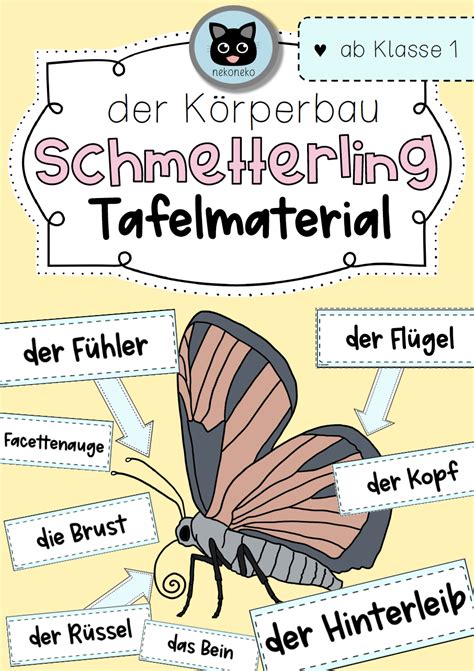 Tafelmaterial K Rperbau Eines Schmetterlings Ab Klasse