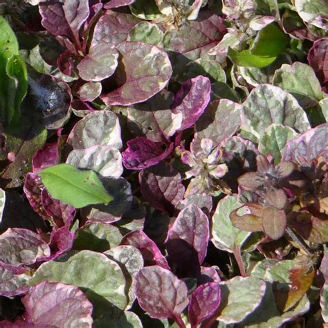 Ajuga Reptans Burgundy Glow Vente Bugle Rampant Panach