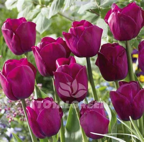 Attila Graffiti Tulips Unusual Flowers Pretty Flowers