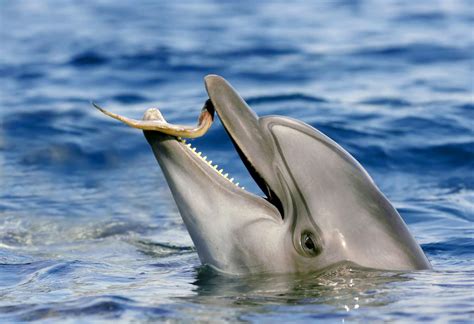 Bottlenose Dolphin Eating Fish