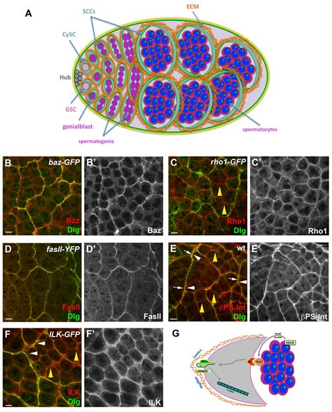 Male Stem Cell Niche And Spermatogenesis In The Drosophila Testis A