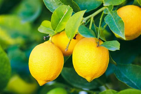 Malattie Del Limone Come Curare La Pianta Di Limone Giardinaggio