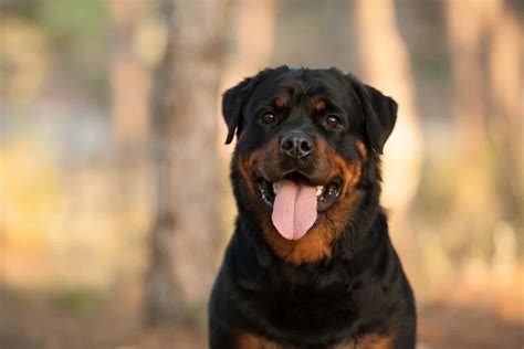 Everything You Wanted To Know About Female Rottweilers