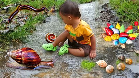 Petualangan Seru Di Kebun Menemukan Keong Bekicot Luwing Kaki Seribu