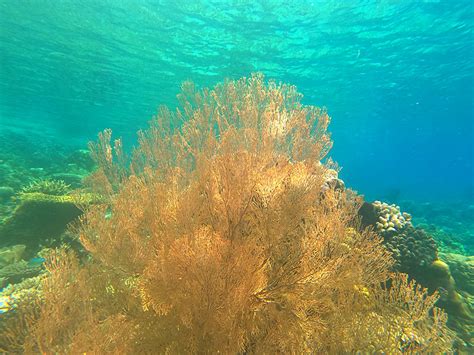 Mengenal Akar Bahar Hewan Laut Yang Sering Dijadikan Gelang