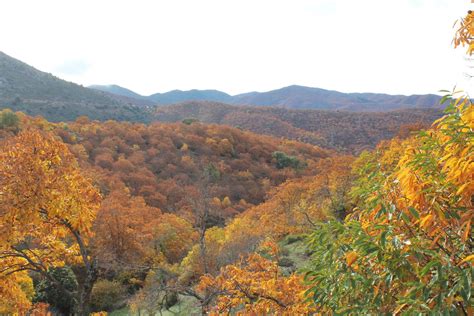 Fotos El Bosque De Cobre De Este A O En Im Genes Diario Sur