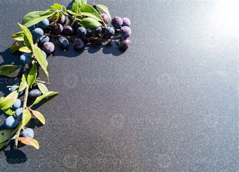 fruits of the blackthorn bush 3028418 Stock Photo at Vecteezy