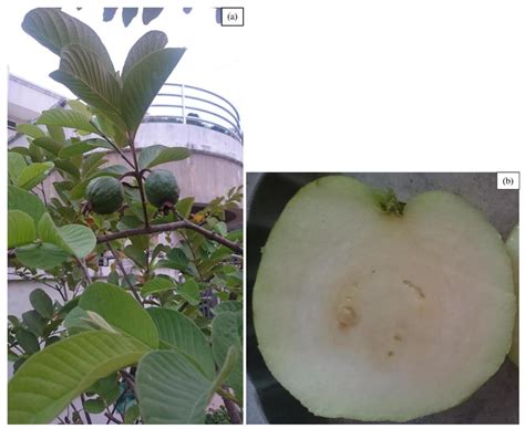 Photographs Depicting A A Close Up Of Unripe Psidium Guajava Guava