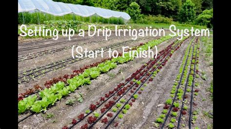 Setting Up A Drip Irrigation System Start To Finish Youtube