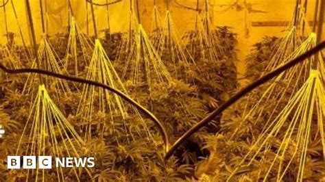 Cannabis Worth £491k Found In Droitwich Abandoned Building Bbc News