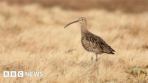 Curlew Protection Conference In Norfolk Features David Gray Bbc News