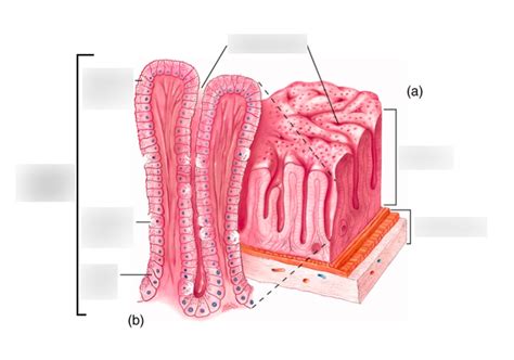 Hp Gastric Pits And Glands Diagram Quizlet