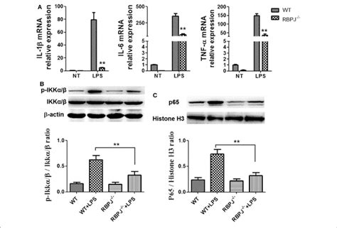 Rbp J Alleviated Lps Induced Inflammatory Cytokine Expression And