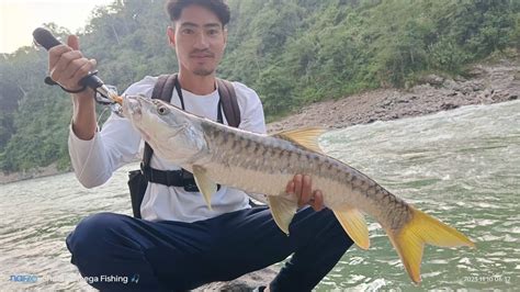 Golden Mahseer Kg At Kamle River Arunachal Pradesh Youtube