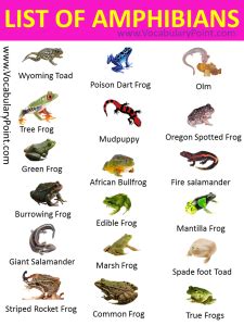 LIST OF AMPHIBIANS | LIST OF AMPHIBIANS WITH PICTURES - Vocabulary Point