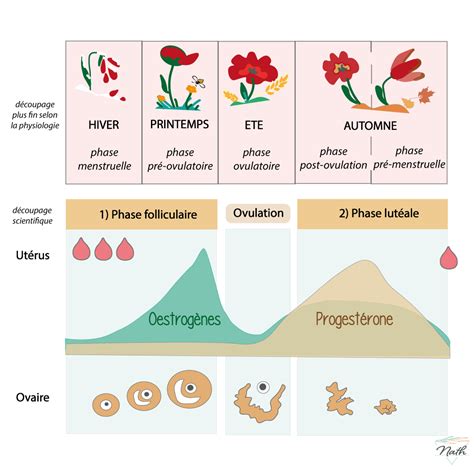 Le Cycle Menstruel Nathalie Faggianelli