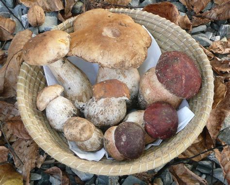 Porcini Season Is Here How To Find And Cook These Delicious Mushrooms