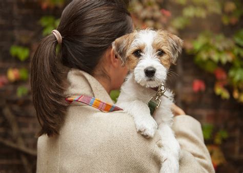 Meet: The Parson Jack Russell Terrier - Breeds - tails.com