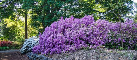 Exploring the Rhododendron Garden in Washington : Battered Suitcase