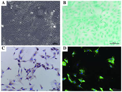 Identification Of NP Cells A Morphology Of NP Cells Under Phase