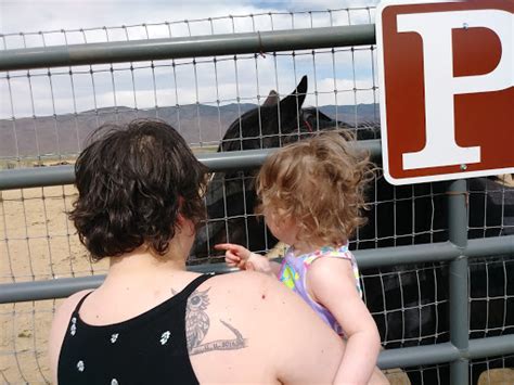 National Wild Horse And Burro Center At Palomino Valley In Reno Nevada