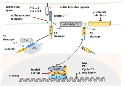 Notch Signaling Pathway