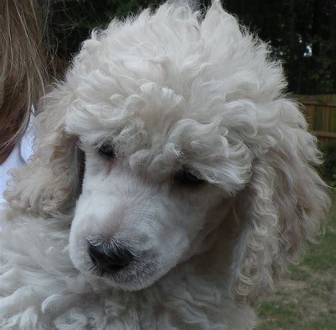 Premium Moyen Poodle Breeder In Texas