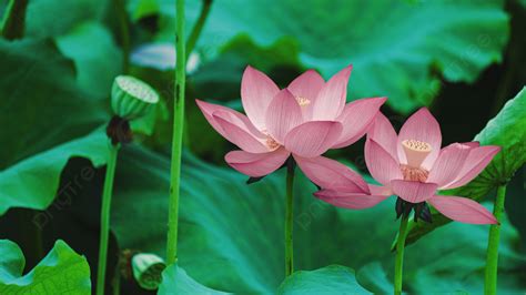 Two Lotus Flowers At Noon In Summer Background And Picture For Free